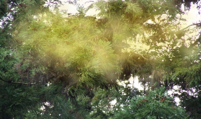 美容鍼灸あるひ花粉画像